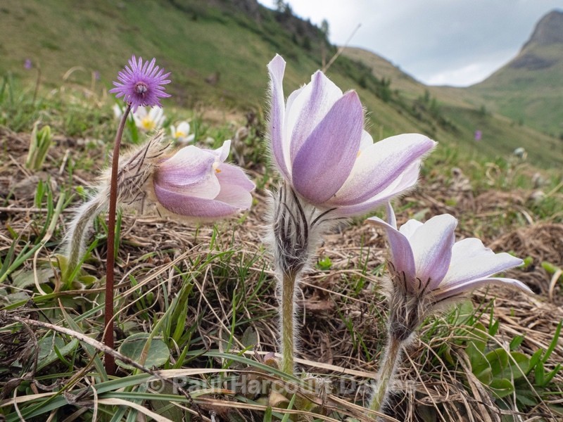 Spring pasque flower (Pulsatilla vernalis)  - Flowers in the Landscape