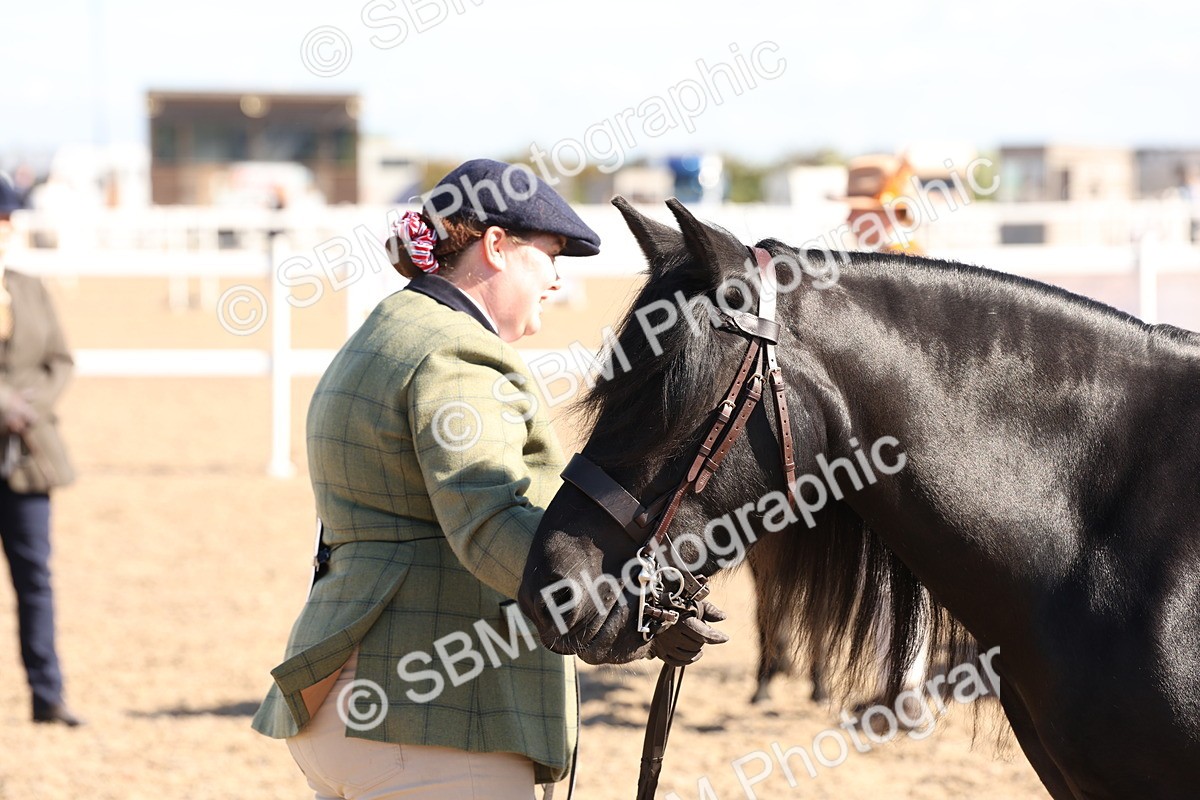 SBM_12947 - Class 206 - IH Non Show Type Pony