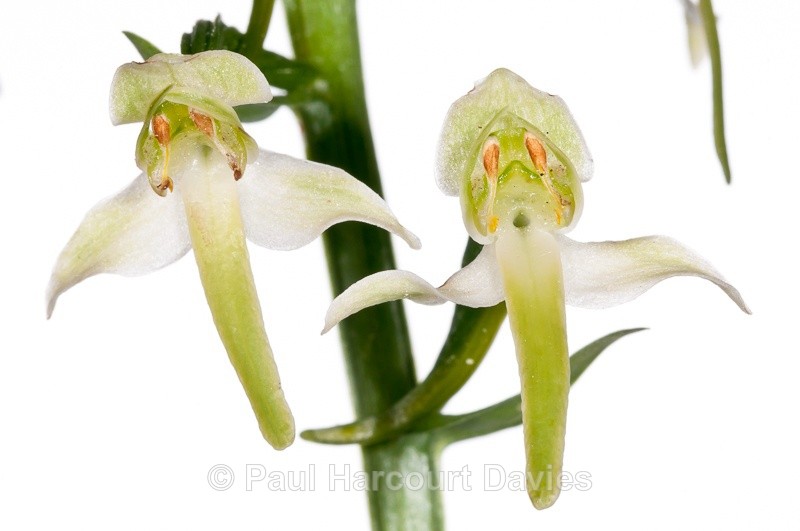  - WB: Orchids - Various