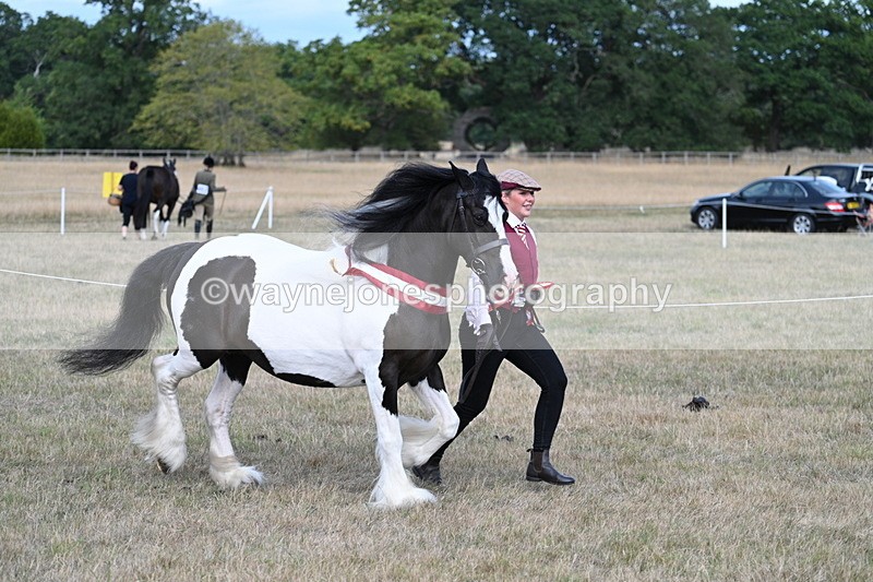 WJ7_8448 - In-hand Championship