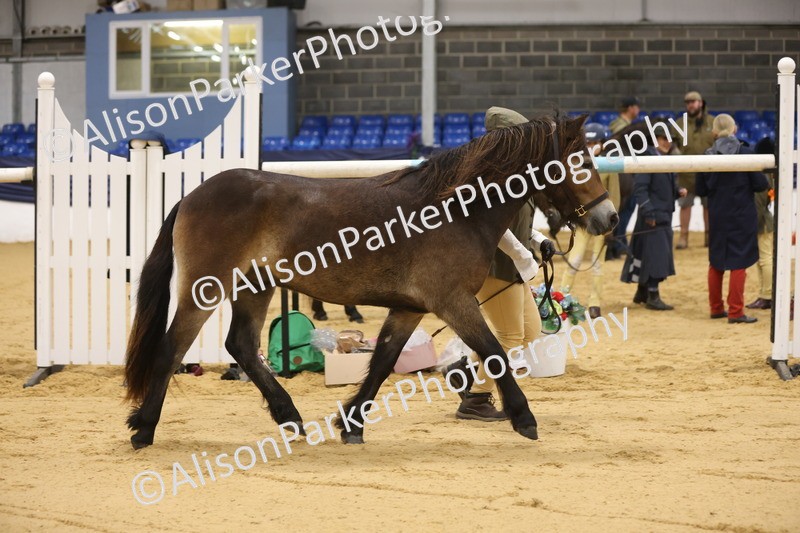 20260913-1050 - Class 109 - Bred On Exmoor In Hand