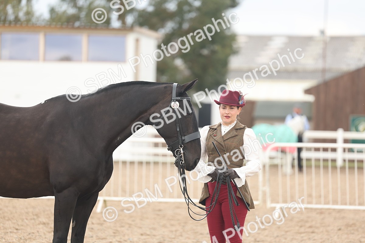 SBM_07863 - Class 28 - IH Veteran Horse