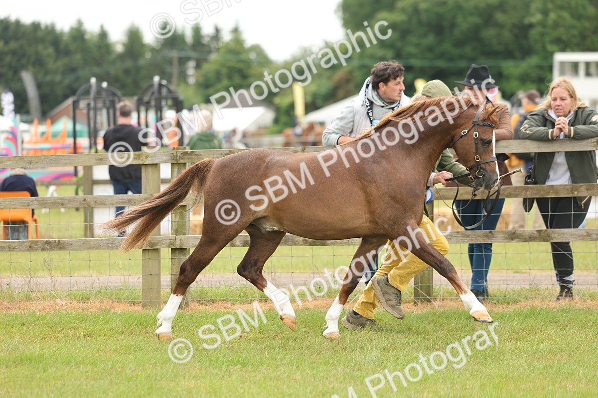 SBM_02277 - Class 50-57 - M&M Welsh Pony In Hand