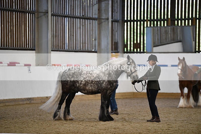 WJ5_5504 - Class 8 In hand cob