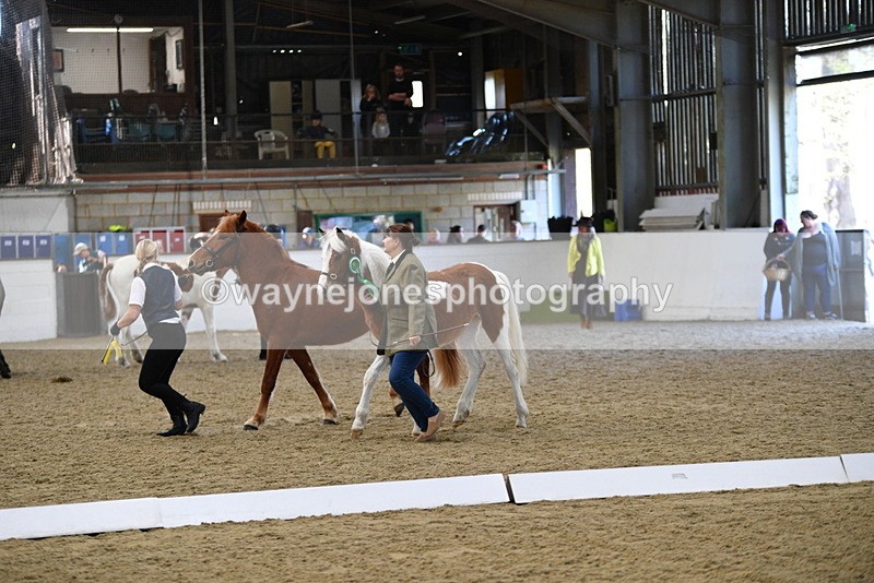 WJ5_3792 - Class 5 In Hand Veterans