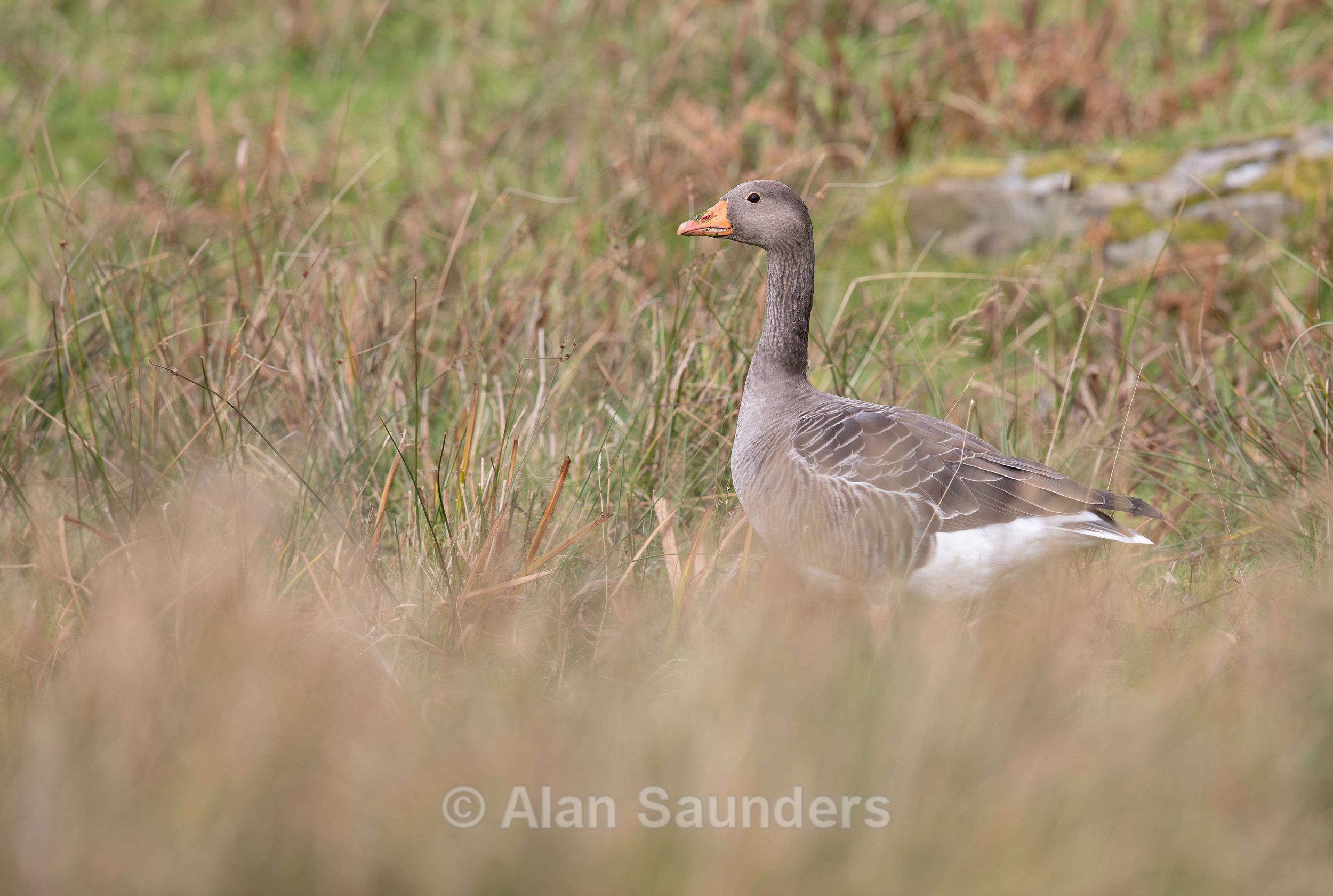 Greylag Goose 4