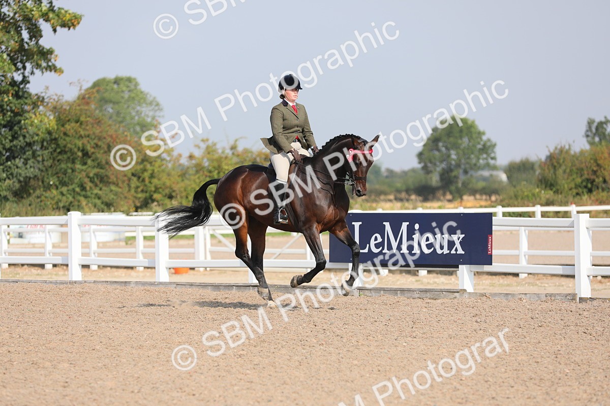 SBM_11348 - Class 305 Ridden Foreign Breeds- Pure Bred