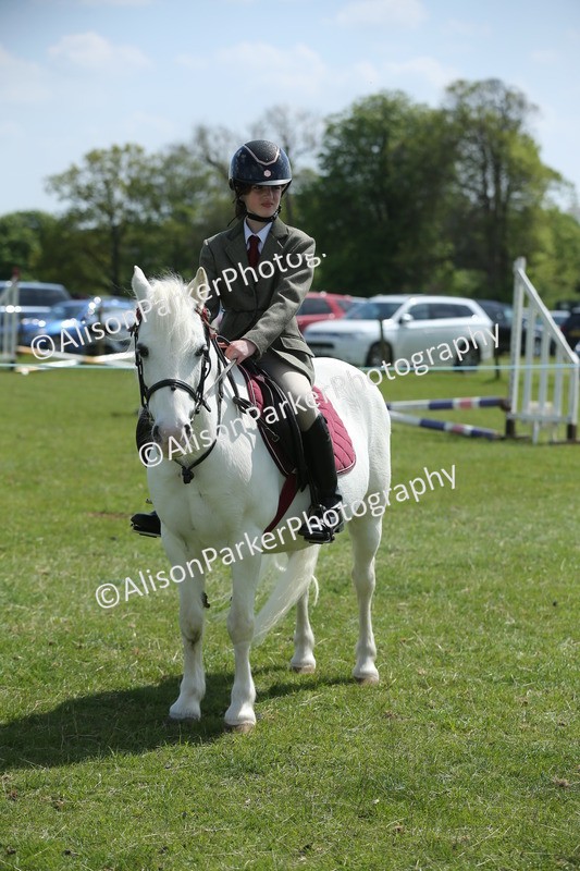 20250427-3438 - Class 8 - Handsomest Gelding