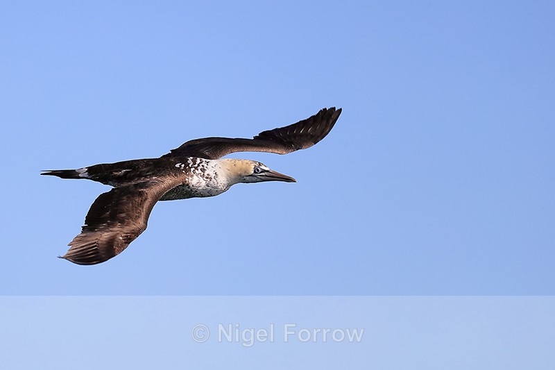 Cape Gannet flying, Mossel Bay, South Africa - Cape Gannet