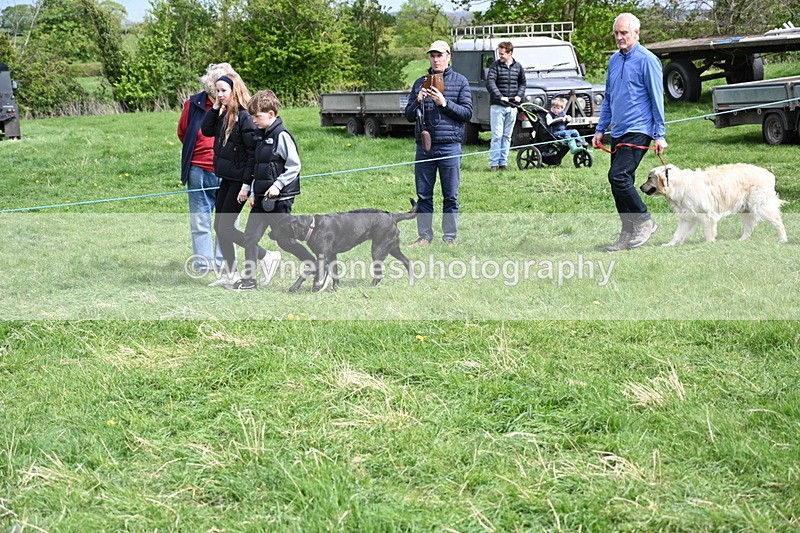 WJ6_8871 - Class 8 Best Working / Gun Dog or Bitch