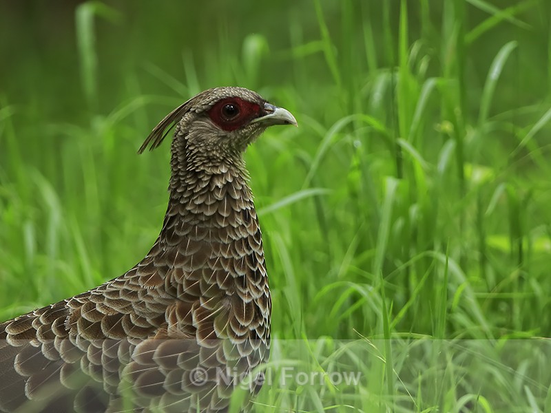 Kalij Pheasant (female), Kipukapuaulu, Hawaii - Kalij Pheasant