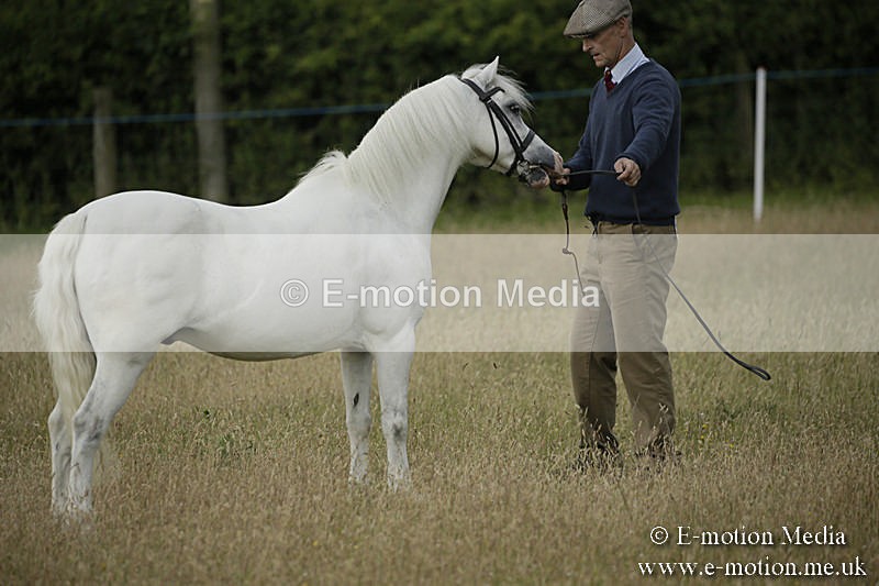 B230619-0159 - Bourne Valley Riding Club Summer Show 23/06/19