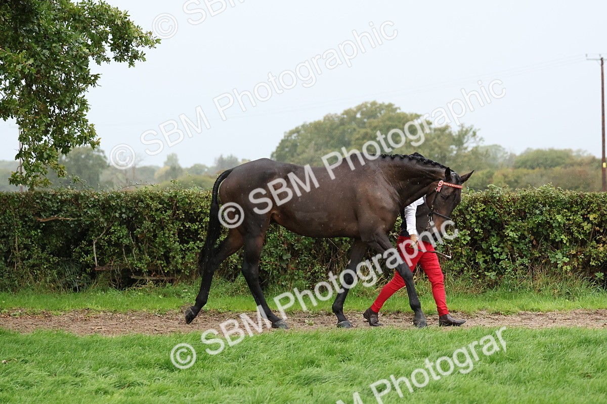 SBM_35255 - S10 - Best In Hand Horse & Pony