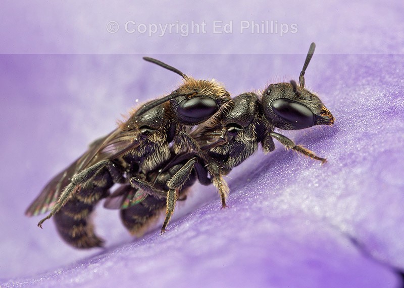 Chelostoma campanularum (m/f)