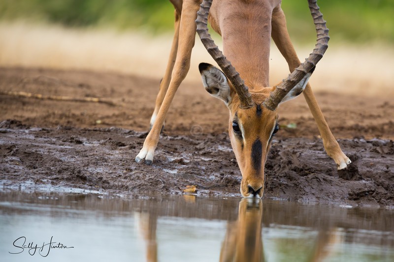 Impala Drinking 1