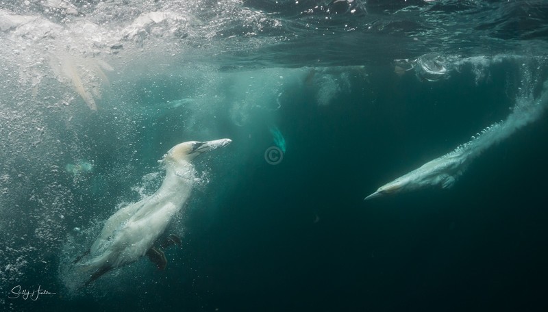 Gannets Underwater 9