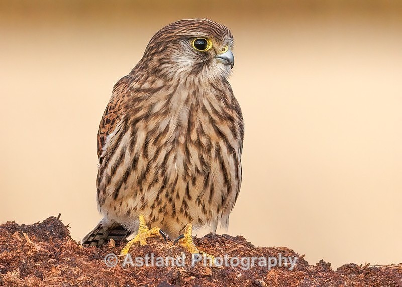 Kestrel - Latest Images