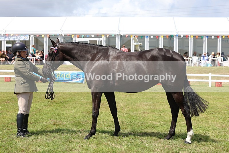 3E7A1235 - Class 8: Open Riding Horse/Hack