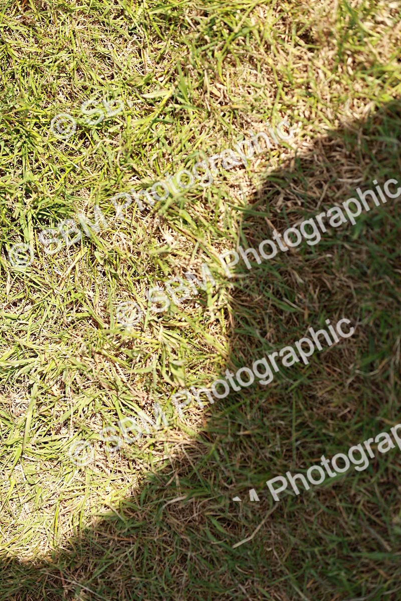 SBM_05477 - Class 41-45 - Riding Pony-Hunter Pony Breeding