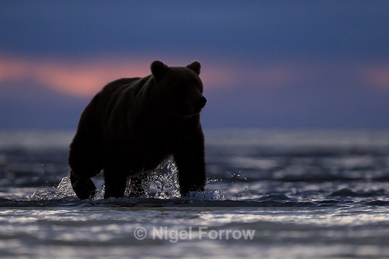 Grizzly Bear wading at dawn in sea, Lake Clark NP, Alaska - Brown Bear