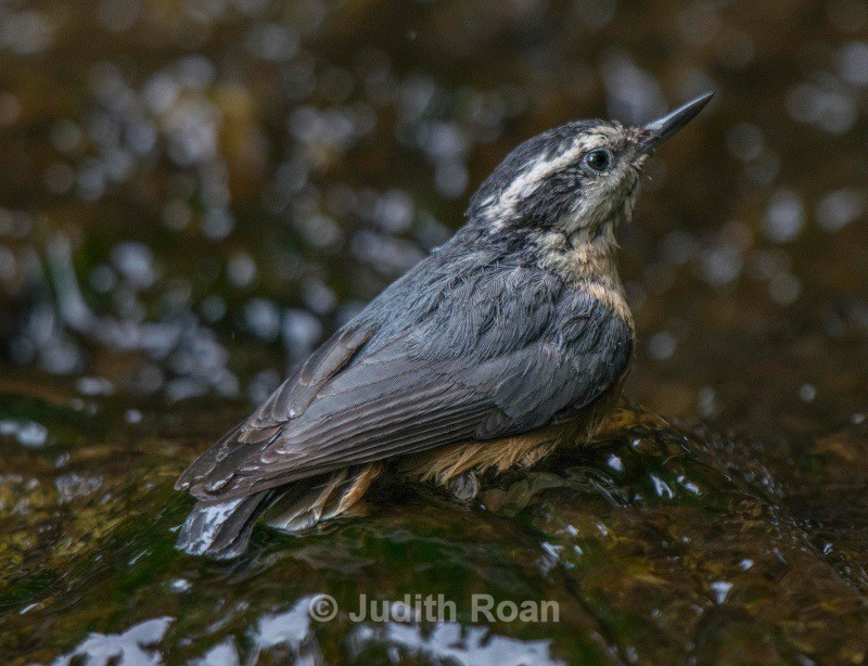 Red-breasted Nuthatch male bathing - Backyard Birds of the Pacific Northwest