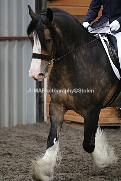 SIAL4156 - CAbin Dressage 5th july 2025