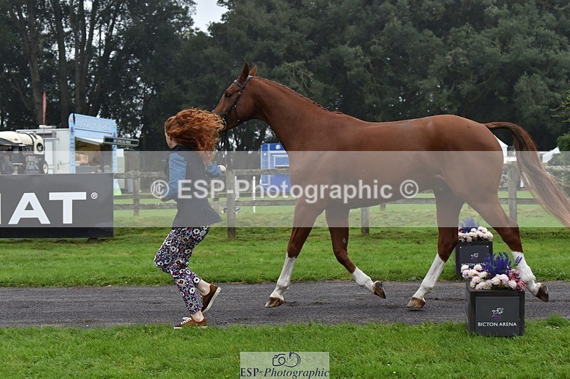 231018-115920-00021 - 066-FJK.OVER.AND.OUT-Alicia.Wilkinson-TrotUp