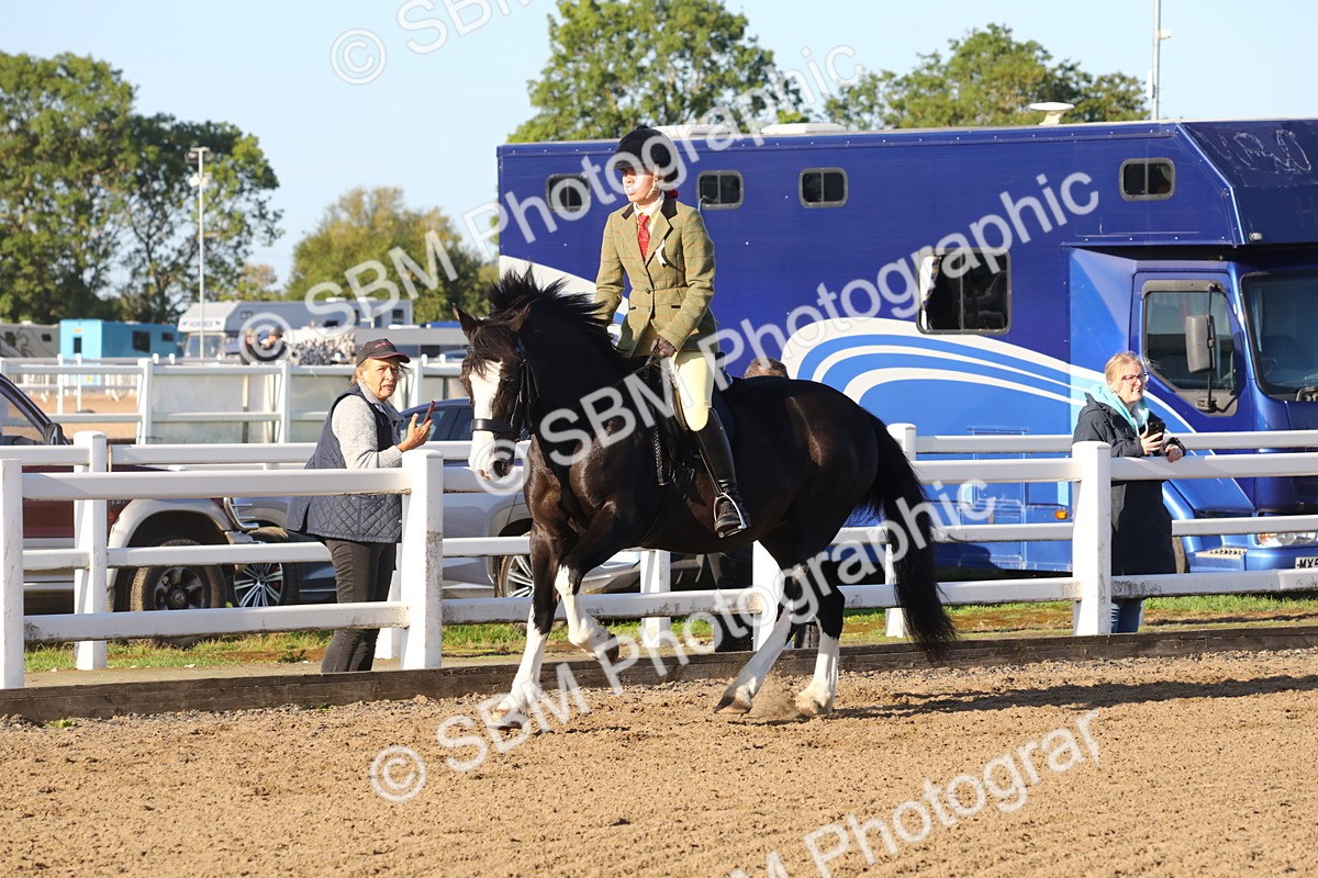 SBM_07879 - Class 501 - Riding Club Pony