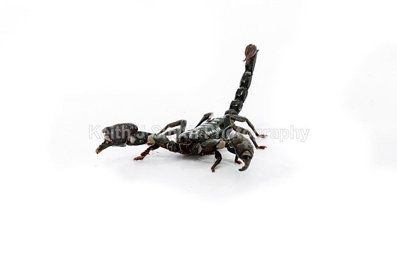 8KJS8770 - Roaming Reptile Show III