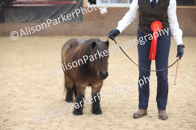 20251109-0385 - Class 14 - Geldings 4 Years and Over