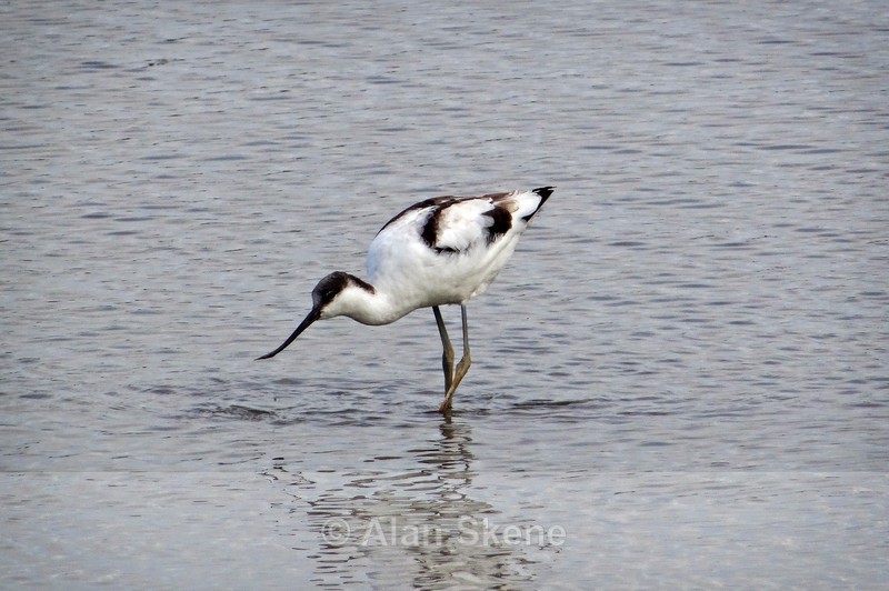 DSC00242 - Fauna