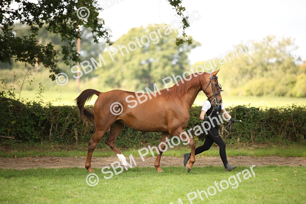 SBM_62925 - In Hand Horse Supreme Championship