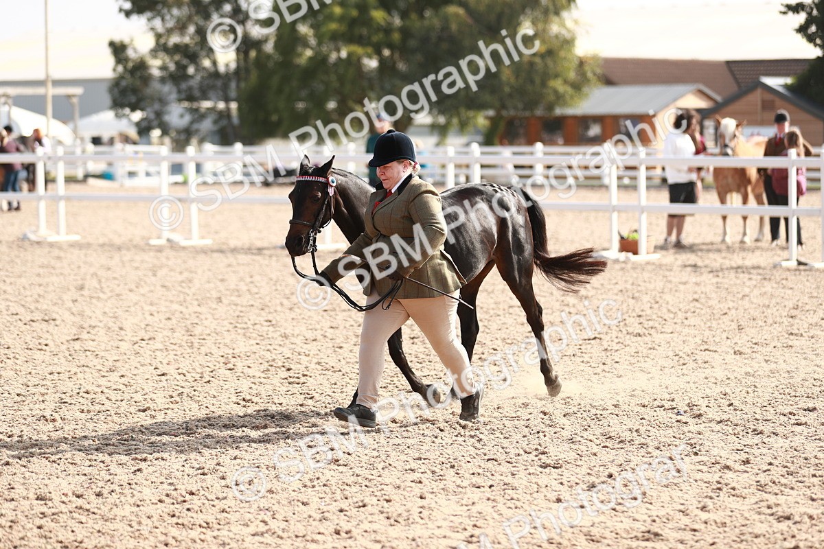 SBM_11117 - Class 205 IH Show Pony/ Show Hunter Pony