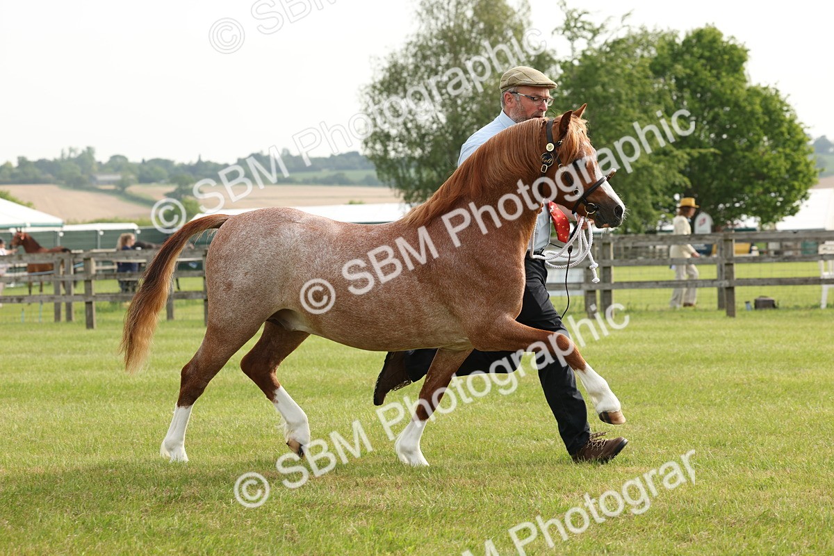 SBM_00435 - Class 6-13 - Mountatin and Moorland In Hand Welsh Breeds