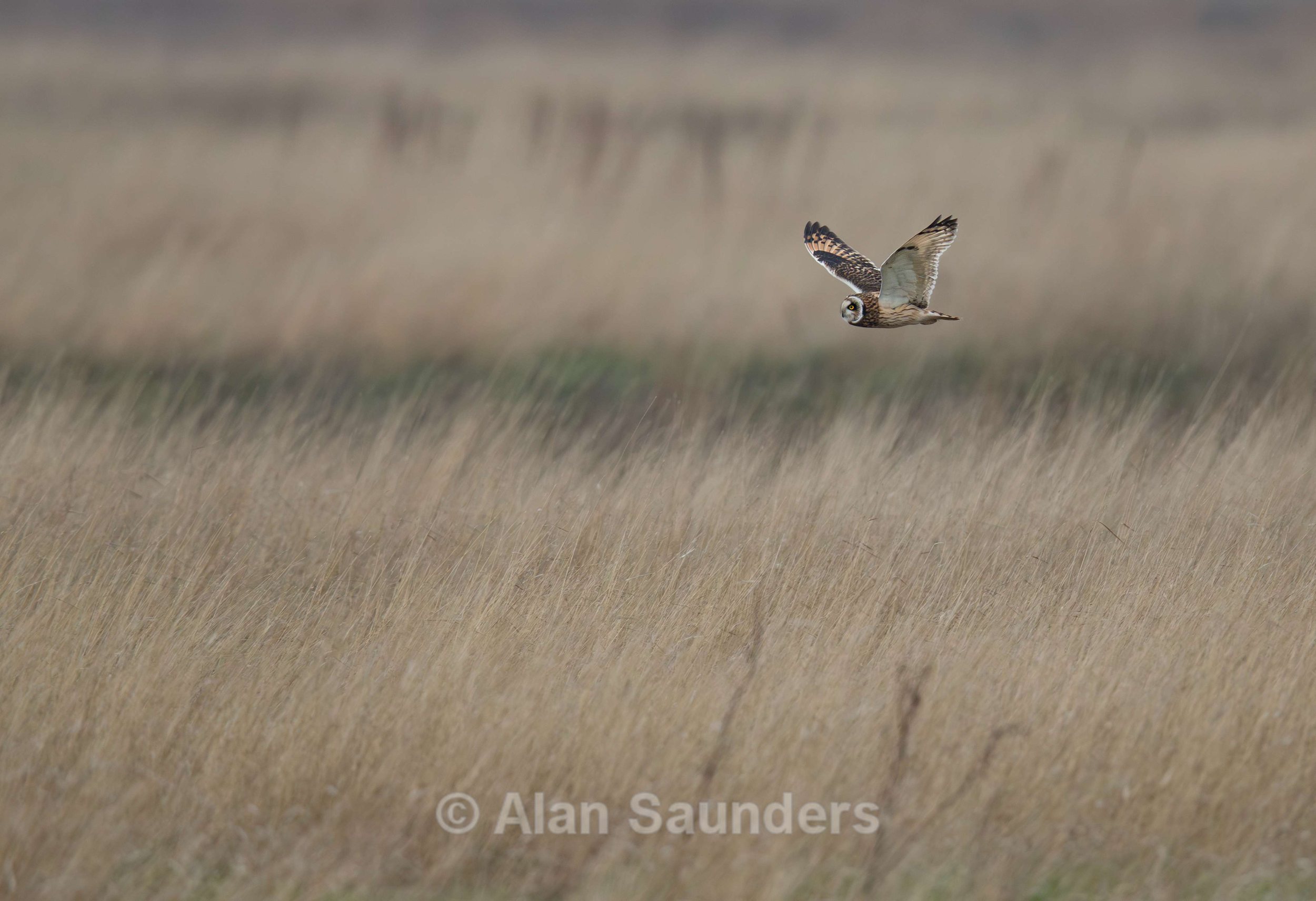 Short Eared Owl