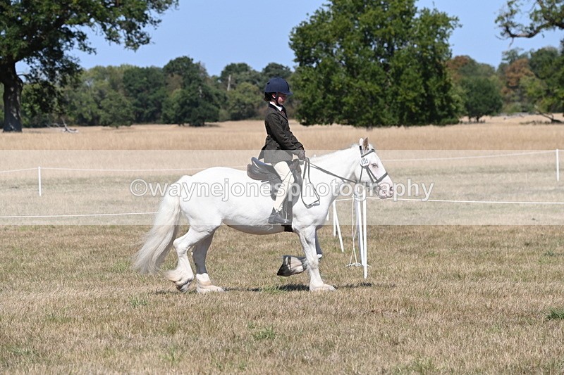 WJ6_8800 - Class 38 Ridden Riding Horse/Pony