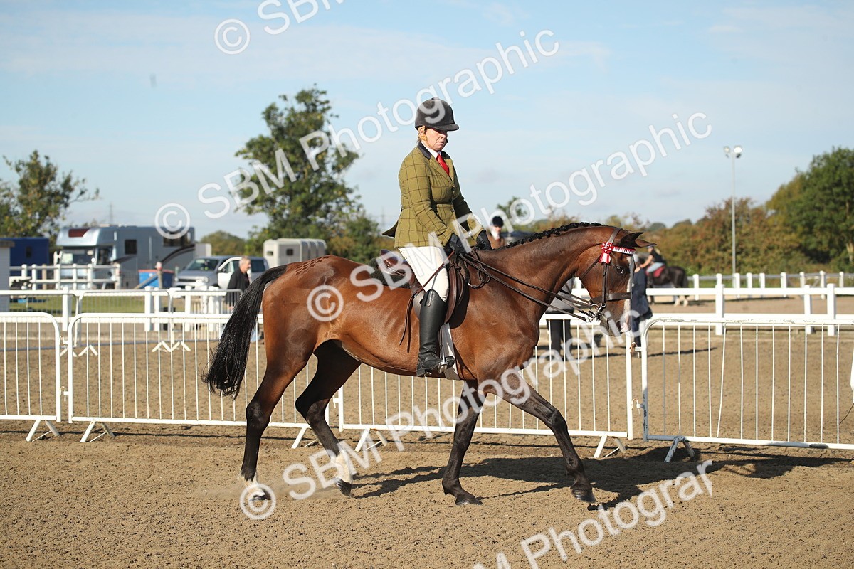 SBM_11264 - Class 501 -Riding Club Pony