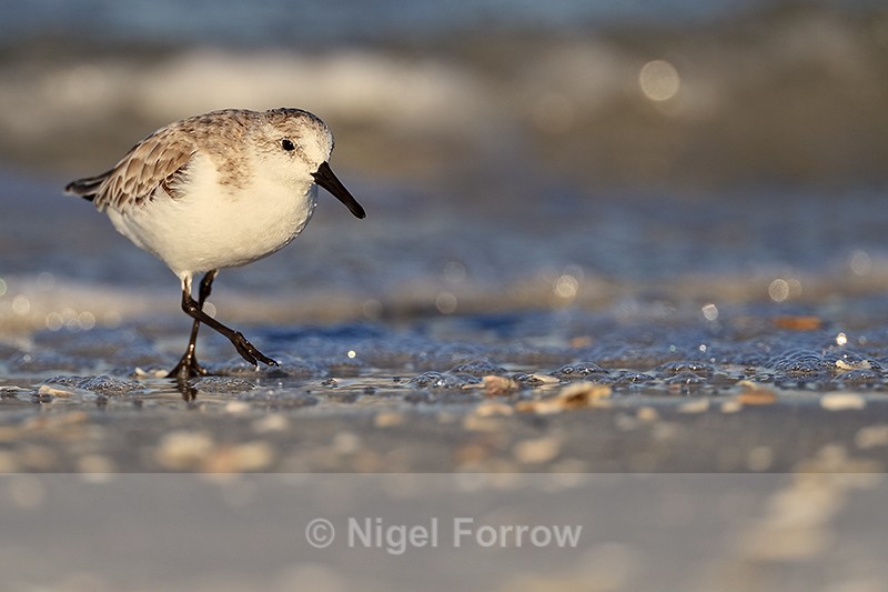 Sanderling low angle shot on the beach, Fort De Soto, Florida - Sanderling