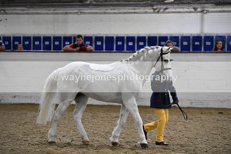 WJ5_4659 - Class 3 Part Bred In hand