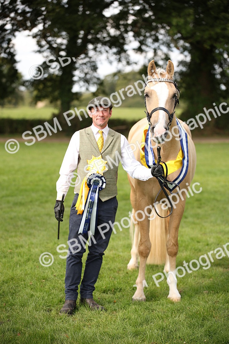 SBM_62956 - In Hand Horse Supreme Championship
