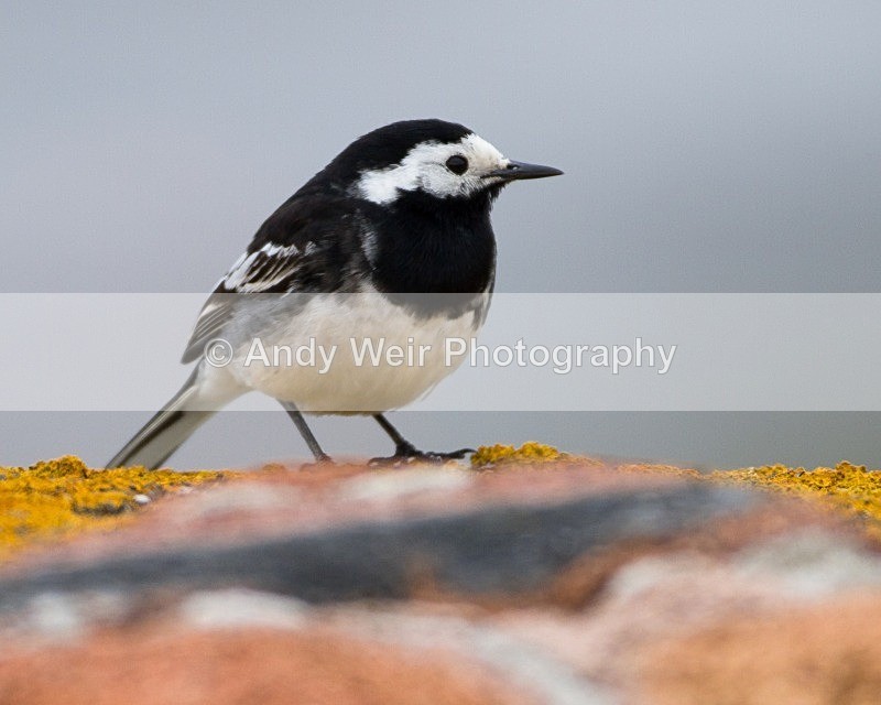 20110615-IMG_5861 - Pipits & Wagtails
