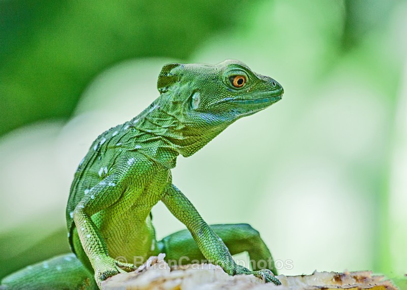 IMG_5445 Emerald Basilisk Lizard - Costa Rican Wildlife