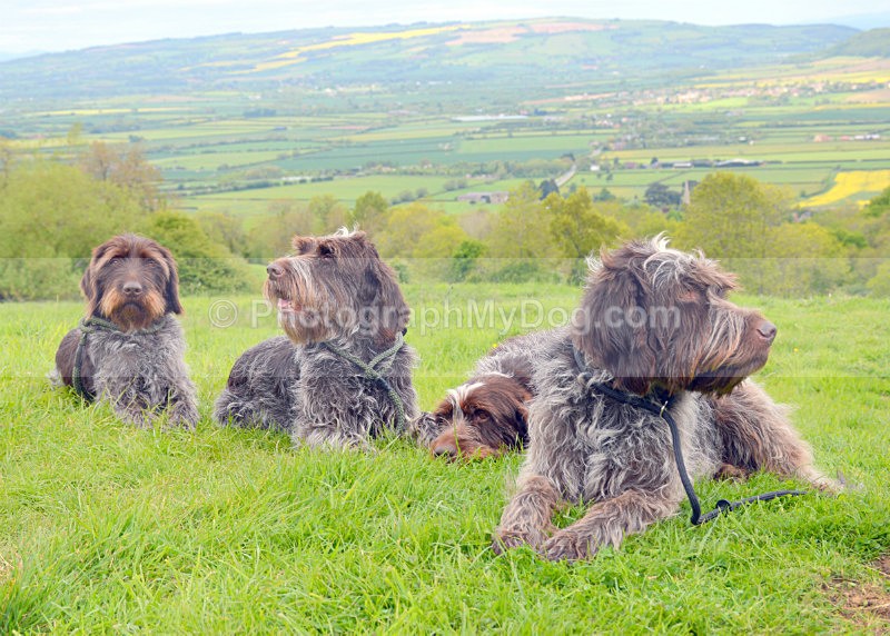  - Korthals Griffons