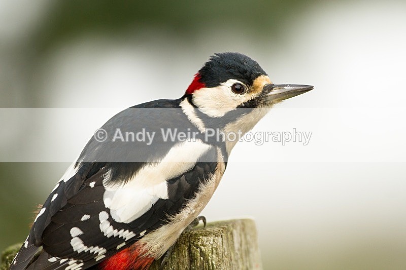 20121013-_MG_0943 - Woodpecker