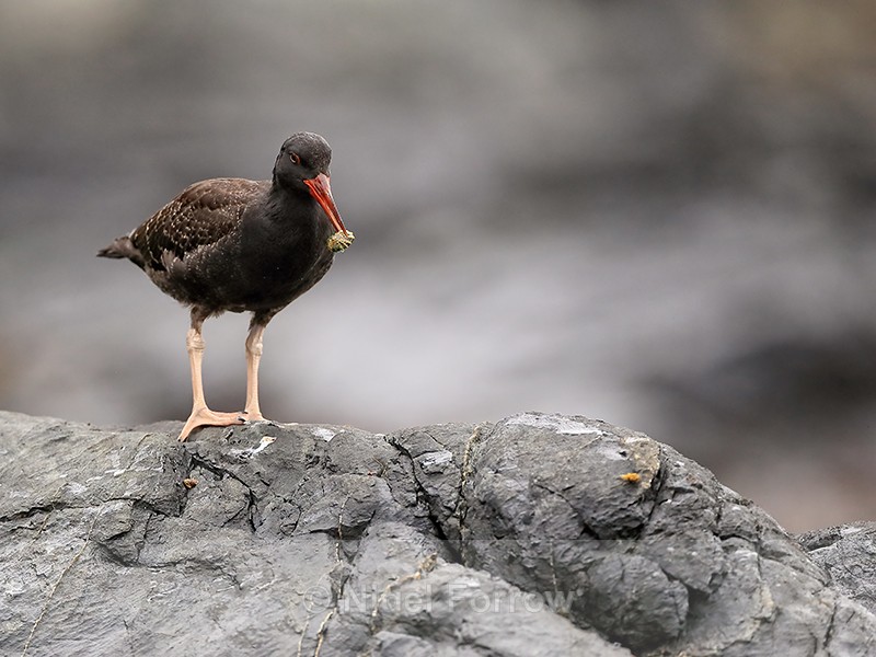 Blackish Oystercatcher (juvenile) carrying food, Chile - Blackish Oystercatcher