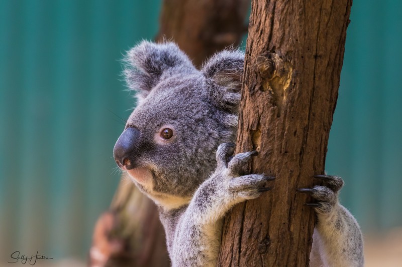Koala Bear
