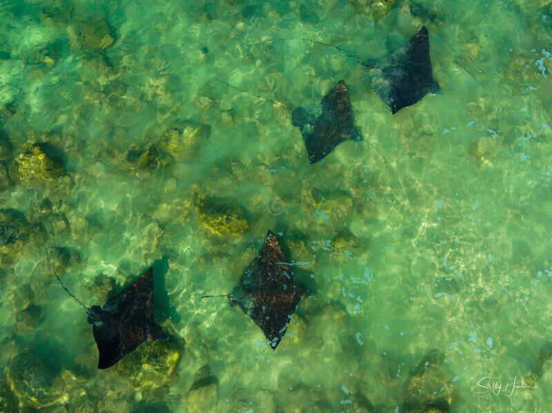 Spotted Eagle Rays 7 - Marine Wildlife