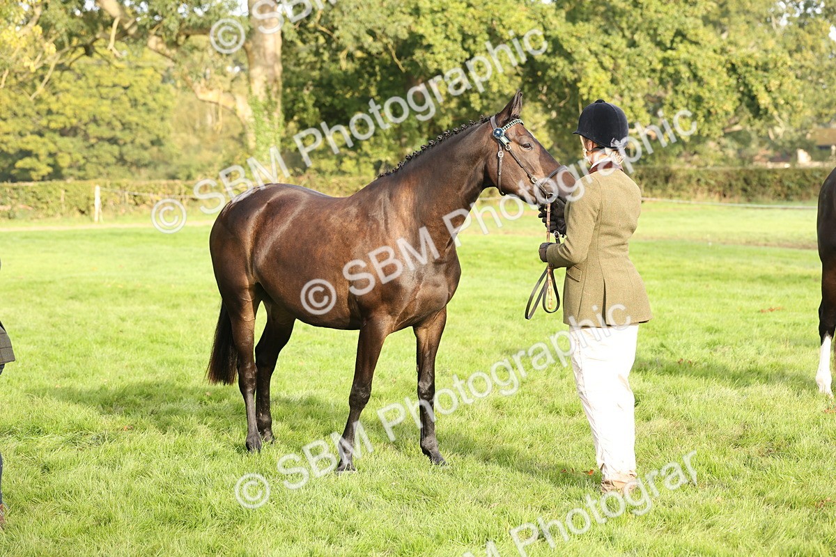 SBM_55005 - S52 - Riding Horse & Hack & thoroughbred In Hand
