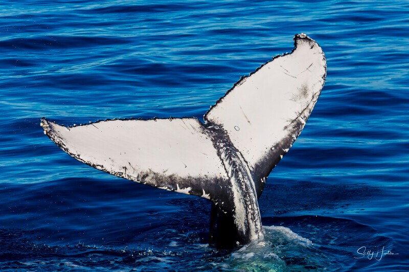 _16A1364 - 2024 Hervey Bay Whales