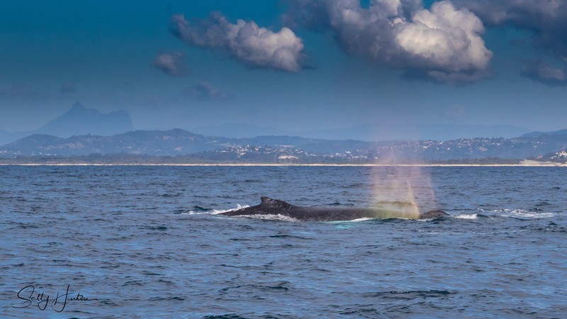 Whale Boat 1